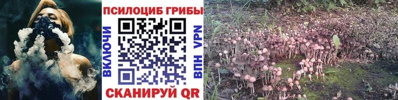 Псилоцибиновые грибы Psilocybine cubensis  omg tor  Ясногорск 